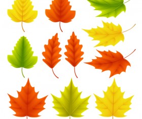 Maple  leaves with ginkgo biloba vector