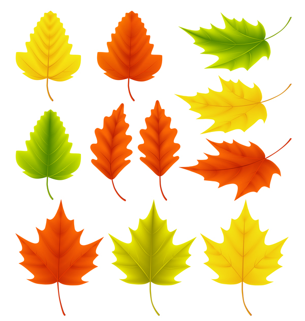 Maple  leaves with ginkgo biloba vector