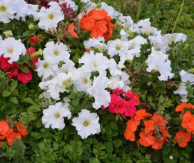 Multicolored petunia Stock Photo