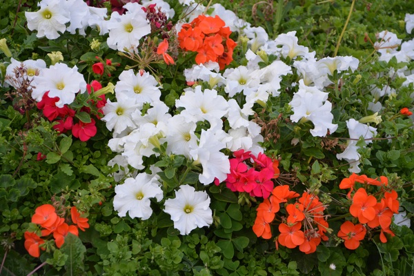 Multicolored petunia Stock Photo