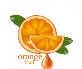 Orange fruit vector illustration 03