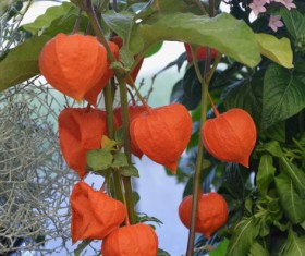 Orange small lantern flowers Stock Photo
