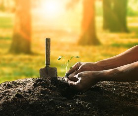 Planted seedlings Stock Photo