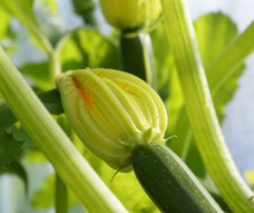 Pumpkin flower Stock Photo