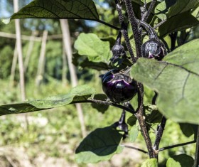 Purple eggplant Stock Photo
