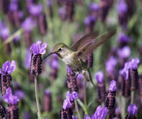 Purple flower field flying in the hummingbird Stock Photo