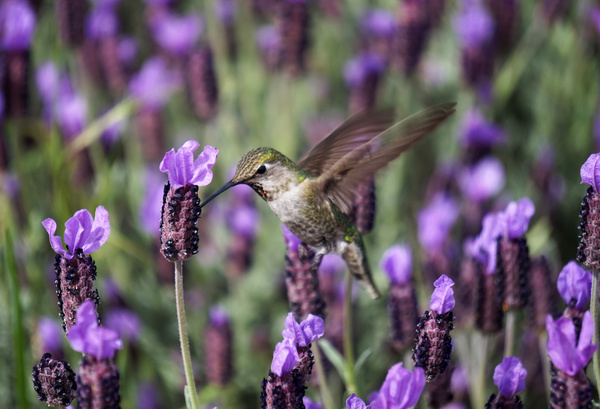 Purple flower field flying in the hummingbird Stock Photo
