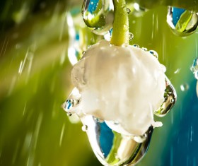 Rain in the lily of the valley Stock Photo