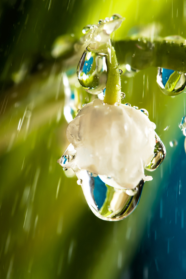 Rain in the lily of the valley Stock Photo