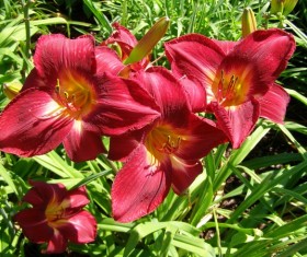 Red Hemerocallis middendorfii Stock Photo
