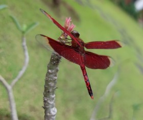 Red dragonfly on flowers Stock Photo