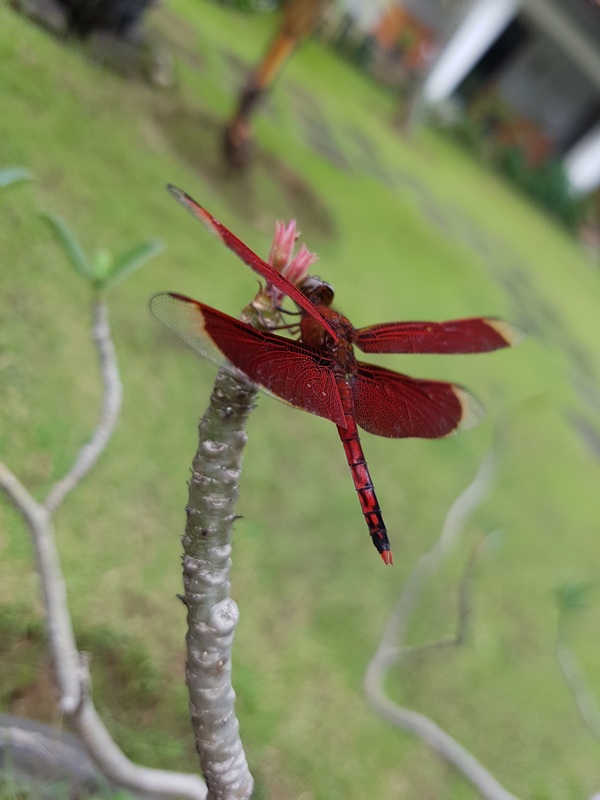 Red dragonfly on flowers Stock Photo