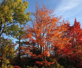 Red leaves in late autumn Stock Photo