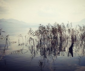 Reeds in the lake Stock Photo