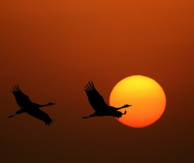 Rising sun with flying birds Stock Photo