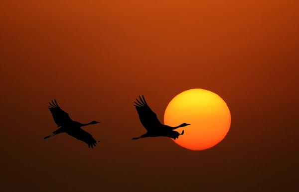 Rising sun with flying birds Stock Photo