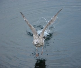 Seagulls skimming the surface of the lake Stock Photo