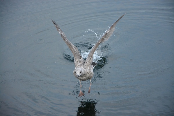Seagulls skimming the surface of the lake Stock Photo