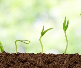 Seed growing process Stock Photo