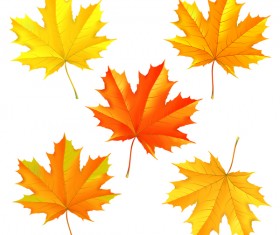 Set of autumn maple leaves illustration vector