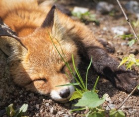 Sleeping little fox Stock Photo
