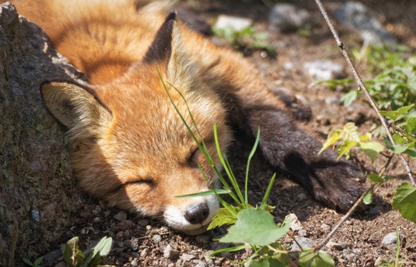 Sleeping little fox Stock Photo