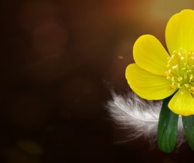 Small yellow flower Stock Photo