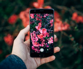 Smartphone shoot clear photos of flowers Stock Photo