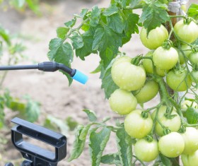 Spray pesticides with tomatoes Stock Photo