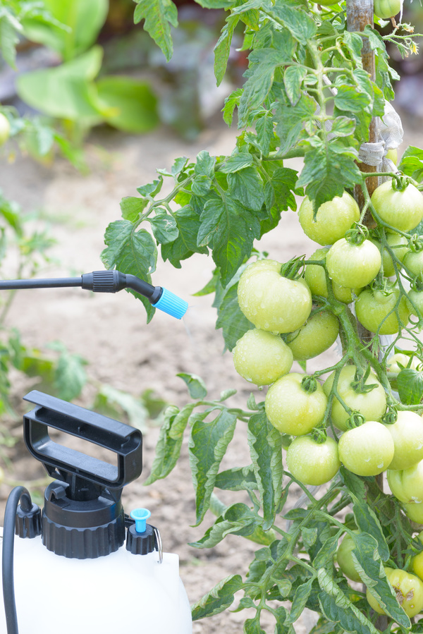 Spray pesticides with tomatoes Stock Photo