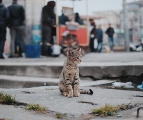 Street stray cat Stock Photo
