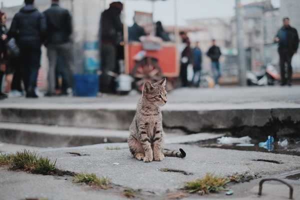 Street stray cat Stock Photo