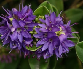 Summer purple flowers Stock Photo