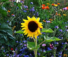 Sunflower in the flowers Stock Photo