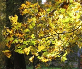 Sunny golden leaves Stock Photo