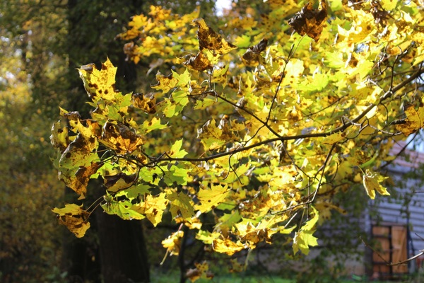Sunny golden leaves Stock Photo