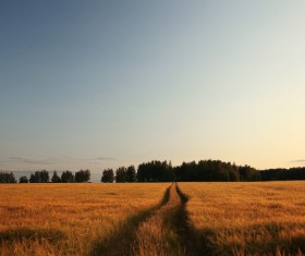 Sunset under the golden wheat field Stock Photo