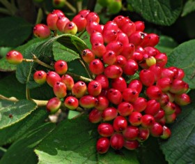 Tempting wild berries Stock Photo