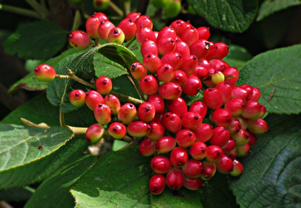 Tempting wild berries Stock Photo