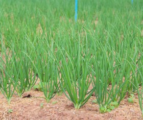 The green onions in the farmland Stock Photo