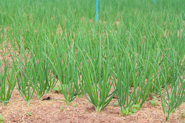 The green onions in the farmland Stock Photo