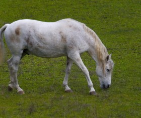 The horse is grazing Stock Photo