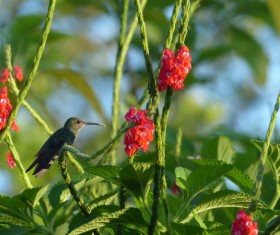 The hummingbirds on the branches Stock Photo