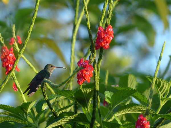 The hummingbirds on the branches Stock Photo