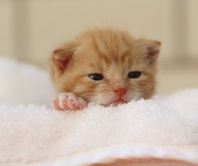 The little kitten on the sheets Stock Photo