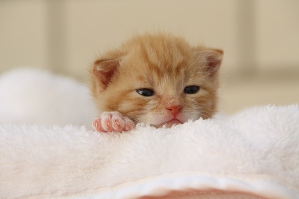 The little kitten on the sheets Stock Photo