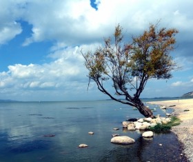 The lonely tree by the lake Stock Photo