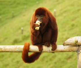 The red haired ape eats food Stock Photo
