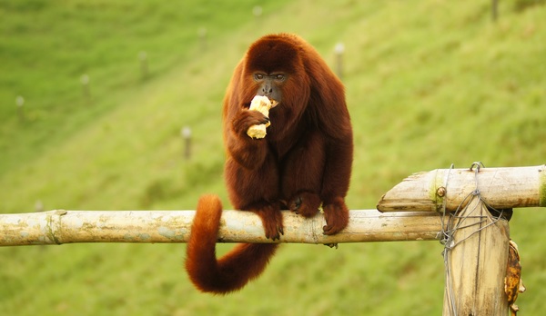 The red haired ape eats food Stock Photo
