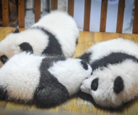 Three cute panda baby Stock Photo